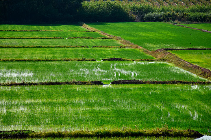 Landbrugskalenderen omfatter manuel bredsåning, vandregulering og efterfølgende høst