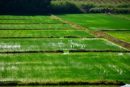 El calendario agrícola incluye siembra manual a voleo, control hídrico y posterior cosecha