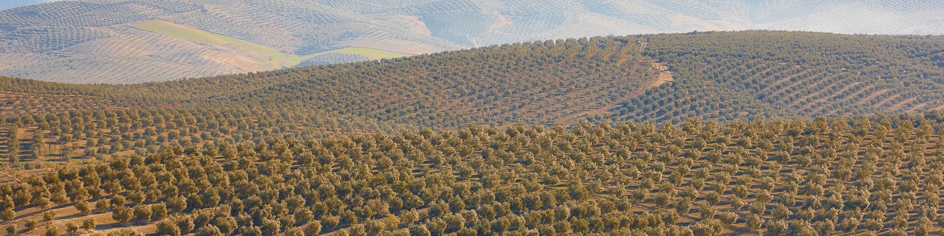 Campos de olivos en la provincia de Jaén, una de las estampas más características del paisaje andaluz y del cultivo del aceite de oliva.