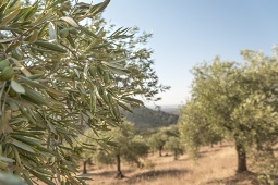 Detalle de un olivo cargado de aceitunas, una imagen característica del paisaje agrícola del sur de España.