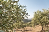 Detalle de un olivo cargado de aceitunas, una imagen característica del paisaje agrícola del sur de España. Detalle de un olivo cargado de aceitunas, una imagen característica del paisaje agrícola del sur de España.