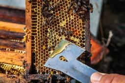 Em Menorca existem rotas turísticas específicas em torno da produção de mel © Turismo das Ilhas Baleares