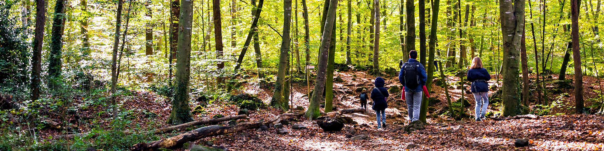 La Fageda d'en Jordà, reserva natural del Parque Natural de la Garrotxa, crece sobre la colada del volcán del Croscat, que se extiende por los municipios de Santa Pau, Olot y les Preses