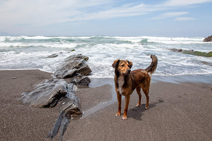 Un perro en una playa de Vizcaya, una imagen que refleja el auge del turismo pet-friendly y la posibilidad de disfrutar de la costa vasca acompañado de mascotas. Un perro en una playa de Vizcaya, una imagen que refleja el auge del turismo pet-friendly y la posibilidad de disfrutar de la costa vasca acompañado de mascotas.