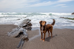 Un perro en una playa de Vizcaya, una imagen que refleja el auge del turismo pet-friendly y la posibilidad de disfrutar de la costa vasca acompañado de mascotas. Un perro en una playa de Vizcaya, una imagen que refleja el auge del turismo pet-friendly y la posibilidad de disfrutar de la costa vasca acompañado de mascotas.