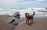 Un perro en una playa de Vizcaya, una imagen que refleja el auge del turismo pet-friendly y la posibilidad de disfrutar de la costa vasca acompañado de mascotas. Un perro en una playa de Vizcaya, una imagen que refleja el auge del turismo pet-friendly y la posibilidad de disfrutar de la costa vasca acompañado de mascotas.