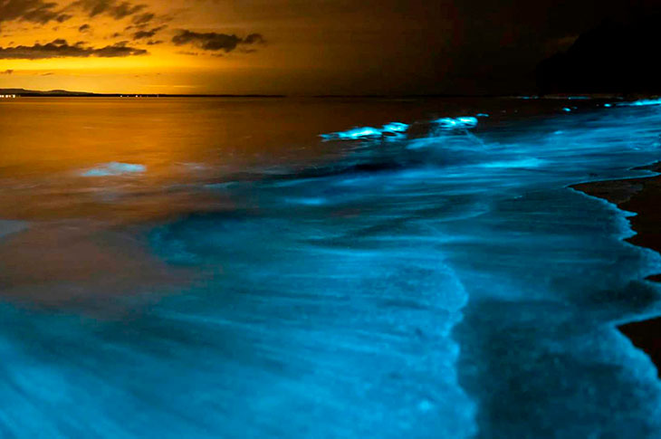 El Mar de Ardora es un fenómeno que sigue las corrientes marinas de la región gallega y la concentración del fitoplancton bioluminiscente El Mar de Ardora es un fenómeno que sigue las corrientes marinas de la región gallega y la concentración del fitoplancton bioluminiscente