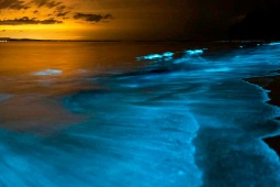 Ardorahavet är ett fenomen som följer de marina strömmarna i Galicien och koncentrationen av bioluminescerande fytoplankton Ardorahavet är ett fenomen som följer de marina strömmarna i Galicien och koncentrationen av bioluminescerande fytoplankton