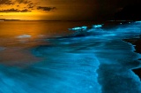 The Ardora Sea is a phenomenon that follows the marine currents of the Galician region and the concentration of bioluminescent phytoplankton The Ardora Sea is a phenomenon that follows the marine currents of the Galician region and the concentration of bioluminescent phytoplankton