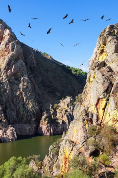 Buitres en Extremadura Buitres en Extremadura