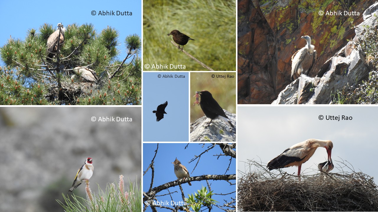 Aves en Extremadura