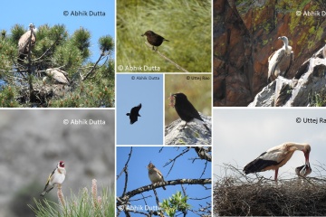 Birds in Extremadura Birds in Extremadura