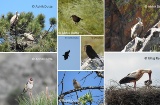 Birds in Extremadura Birds in Extremadura
