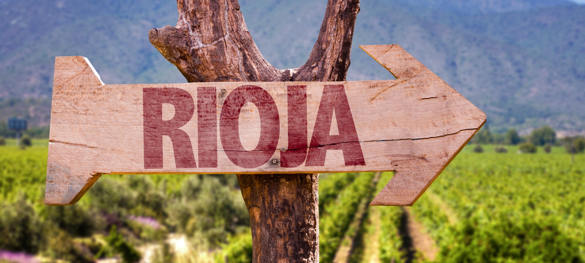 Les routes du vin en La Rioja incluent des promenades dans les vignobles, des dégustations en cave et des expériences gastronomiques