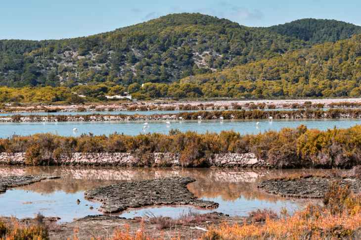 Flamants roses dans le Parc naturel de Ses Salines à Ibiza (Îles Baléares, Espagne), l’une des zones les plus recommandées pour l’observation des oiseaux et la randonnée Flamants roses dans le Parc naturel de Ses Salines à Ibiza (Îles Baléares, Espagne), l’une des zones les plus recommandées pour l’observation des oiseaux et la randonnée