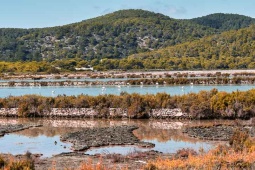 Flamingos im Naturpark Ses Salines auf Ibiza (Balearen), ein Muss für Birdwatcher und Wanderer