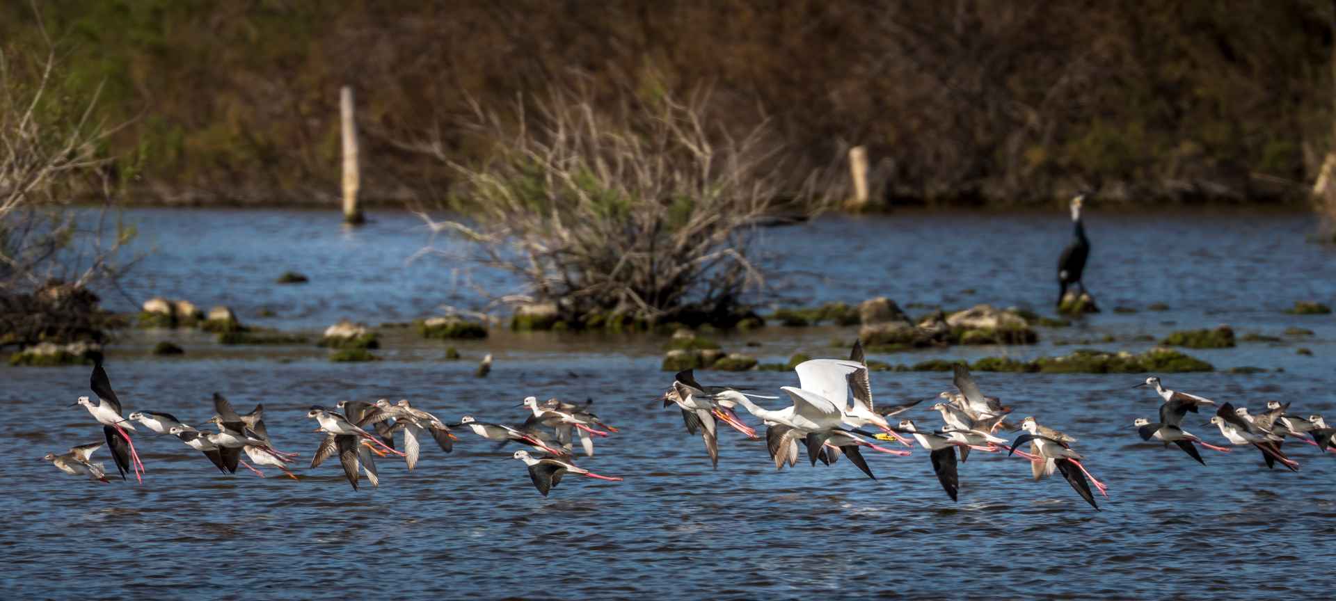Un vol d’oiseaux au-dessus de l’eau dans la célèbre réserve du Parc naturel de s’Albufera (Majorque, Îles Baléares)
