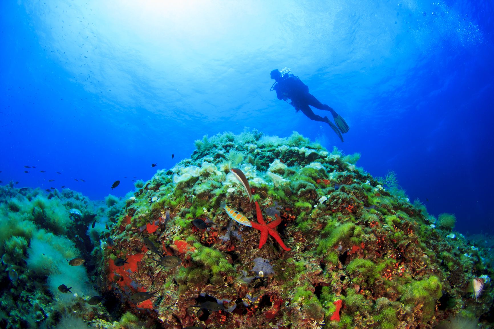 Korallenriffe im Mittelmeer bilden Unterwasserwälder, die vielen Lebewesen Schutz bieten Korallenriffe im Mittelmeer bilden Unterwasserwälder, die vielen Lebewesen Schutz bieten