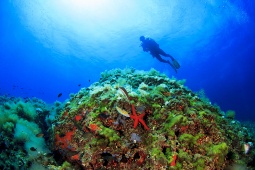 Korallenriffe im Mittelmeer bilden Unterwasserwälder, die vielen Lebewesen Schutz bieten Korallenriffe im Mittelmeer bilden Unterwasserwälder, die vielen Lebewesen Schutz bieten