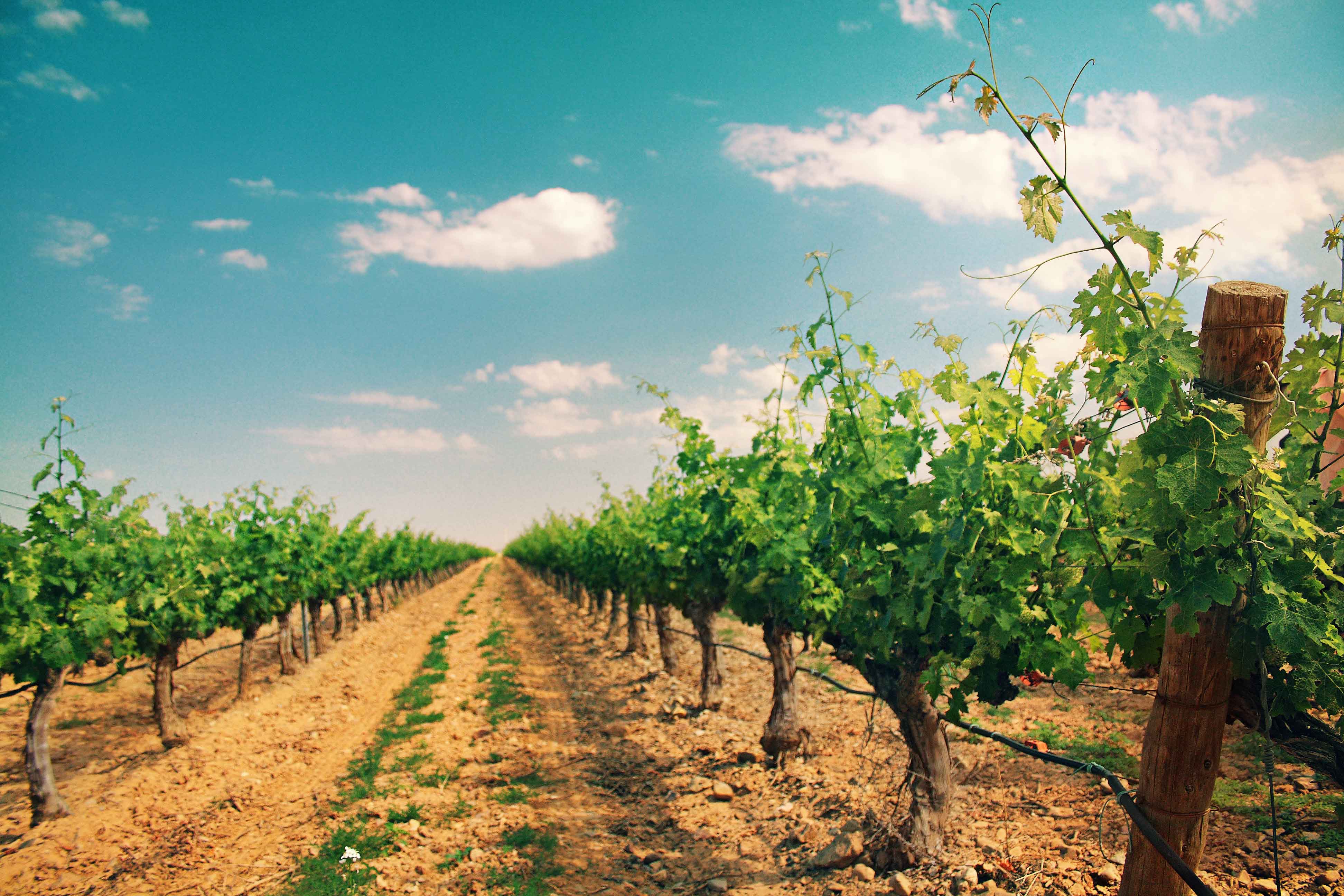 Viñas Urbezo in Cariñena, España Viñas Urbezo in Cariñena, España
