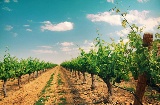 Viñas Urbezo in Cariñena, España Viñas Urbezo in Cariñena, España