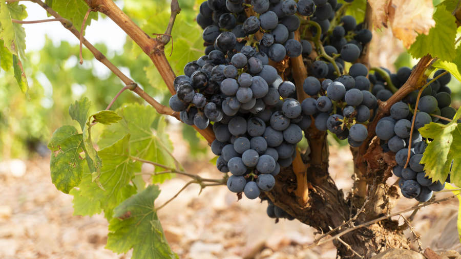 Cariñena ist eine der ältesten Ursprungsbezeichnungen (Denominaciones de Origen) Cariñena ist eine der ältesten Ursprungsbezeichnungen (Denominaciones de Origen)