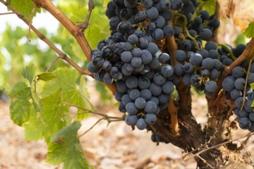 Cariñena ist eine der ältesten Ursprungsbezeichnungen (Denominaciones de Origen)