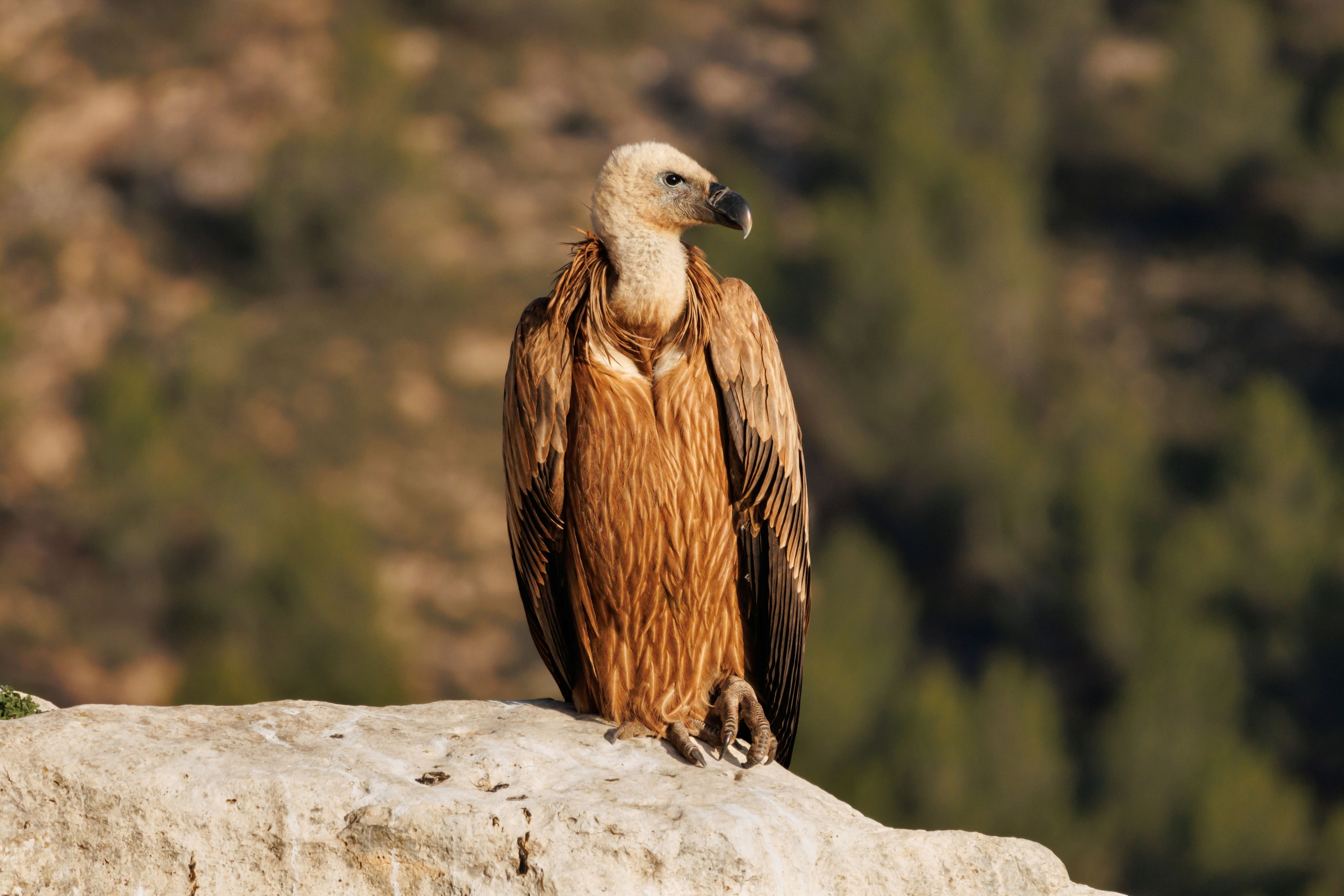 Die Tour durch die Sierra de Mariola ermöglicht die Sichtung des Gänsegeiers Die Tour durch die Sierra de Mariola ermöglicht die Sichtung des Gänsegeiers