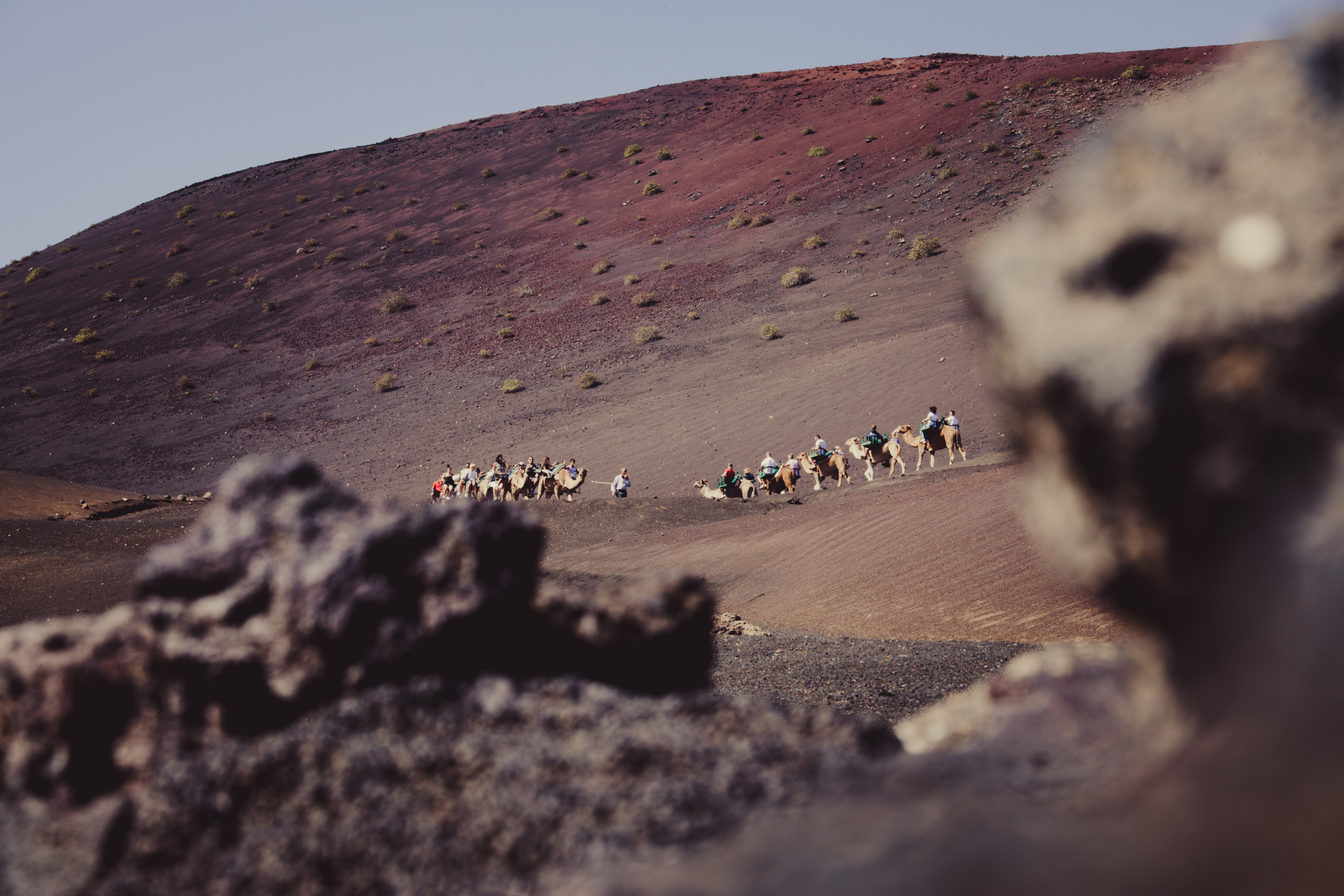 Passeio de camelo, Parque Nacional Timanfaya (Lanzarote, Ilhas Canárias) © Turismo em Ilhas Canárias