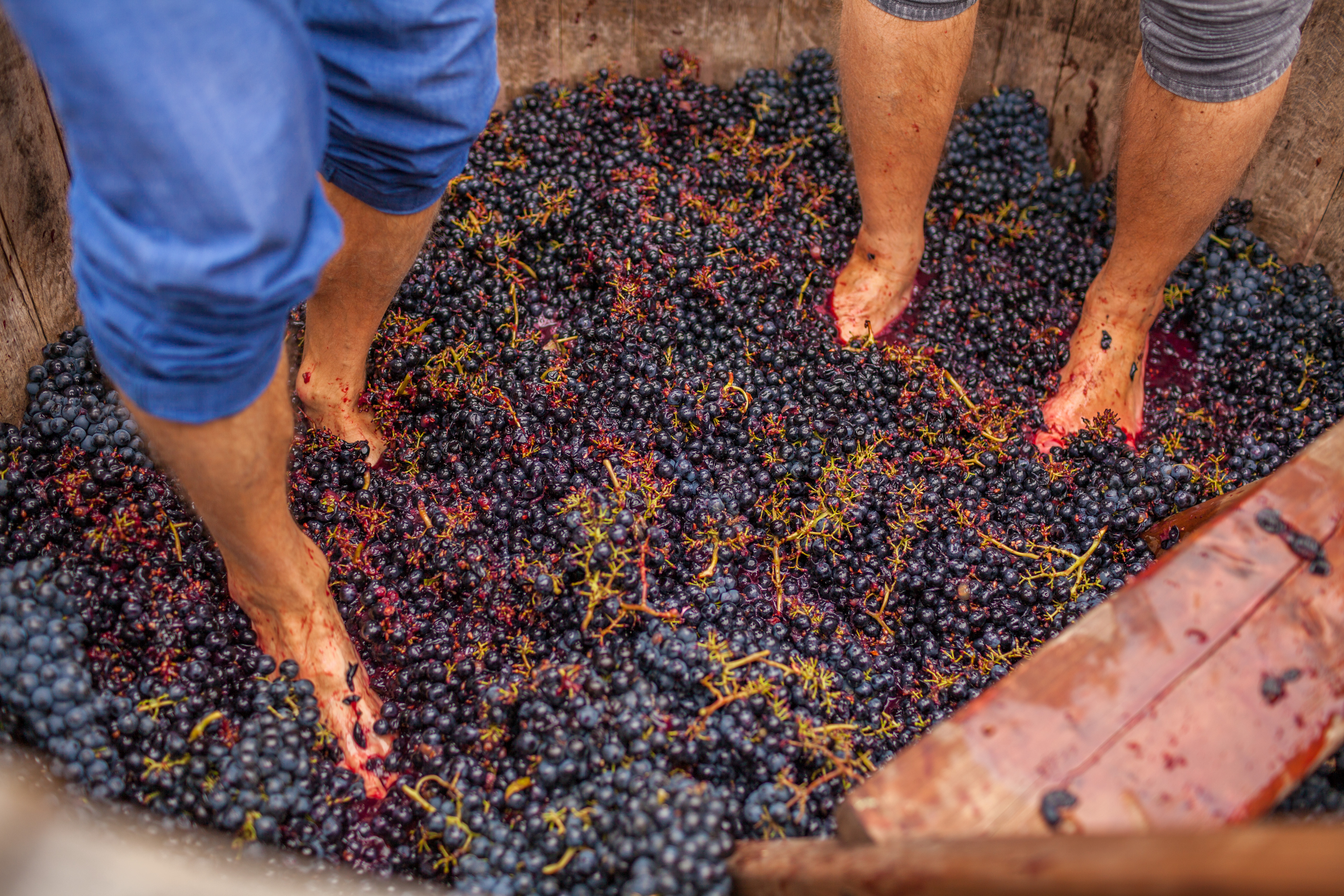 O pisar a uva é uma técnica ancestral de vinificação que consiste em apertar os cachos descalços numa prensa de vinho. Embora hoje o setor seja automatizado, muitas adegas mantêm-no como uma experiência festiva e turística durante a época da colheita O pisar a uva é uma técnica ancestral de vinificação que consiste em apertar os cachos descalços numa prensa de vinho. Embora hoje o setor seja automatizado, muitas adegas mantêm-no como uma experiência festiva e turística durante a época da colheita