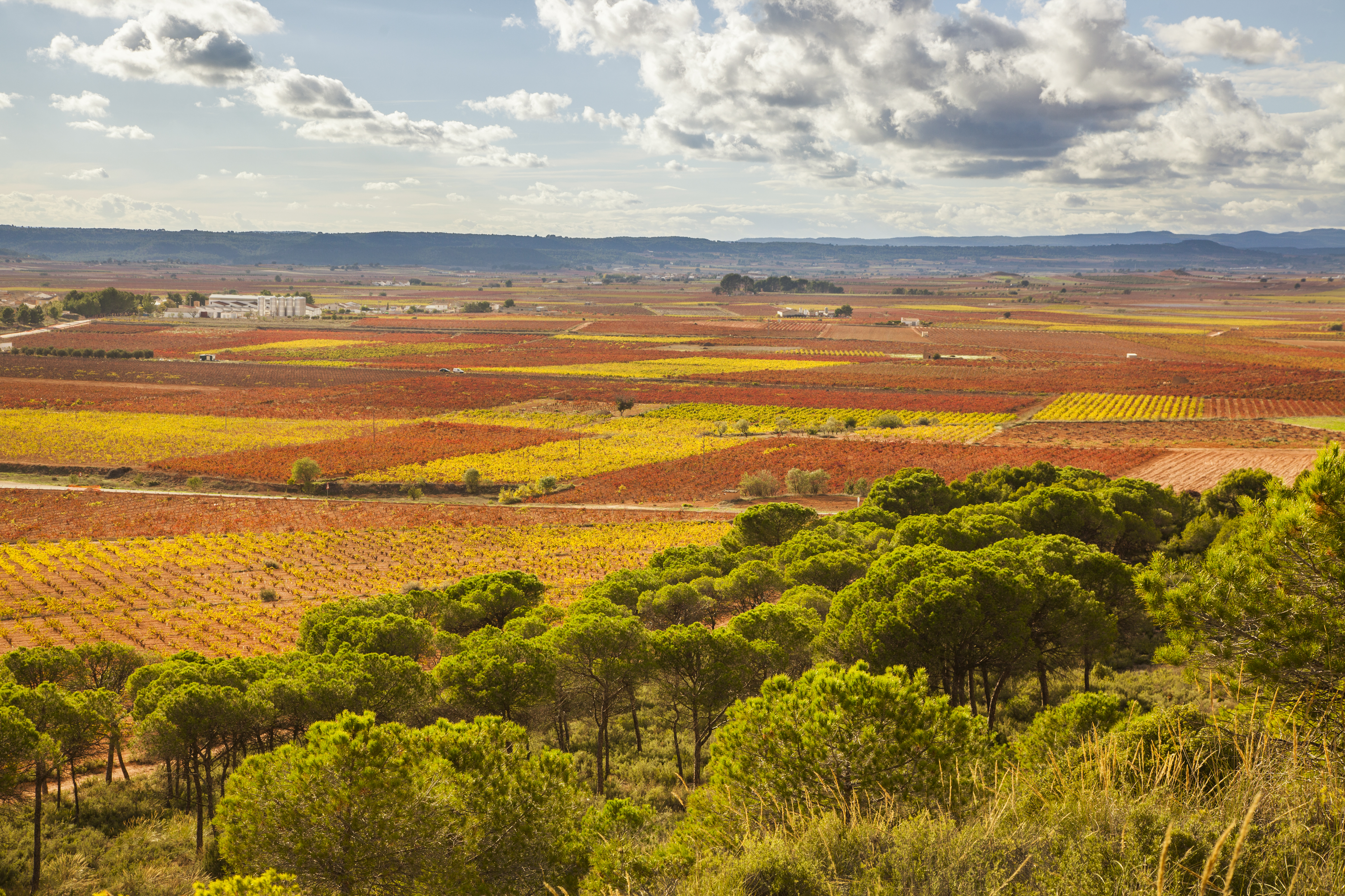 O município de Requena oferece uma vasta gama de experiências vinícolas, com visitas a vinhas e adegas, provas de vinho com D.O. Utiel-Requena e muito mais @ Visit Valencia O município de Requena oferece uma vasta gama de experiências vinícolas, com visitas a vinhas e adegas, provas de vinho com D.O. Utiel-Requena e muito mais @ Visit Valencia