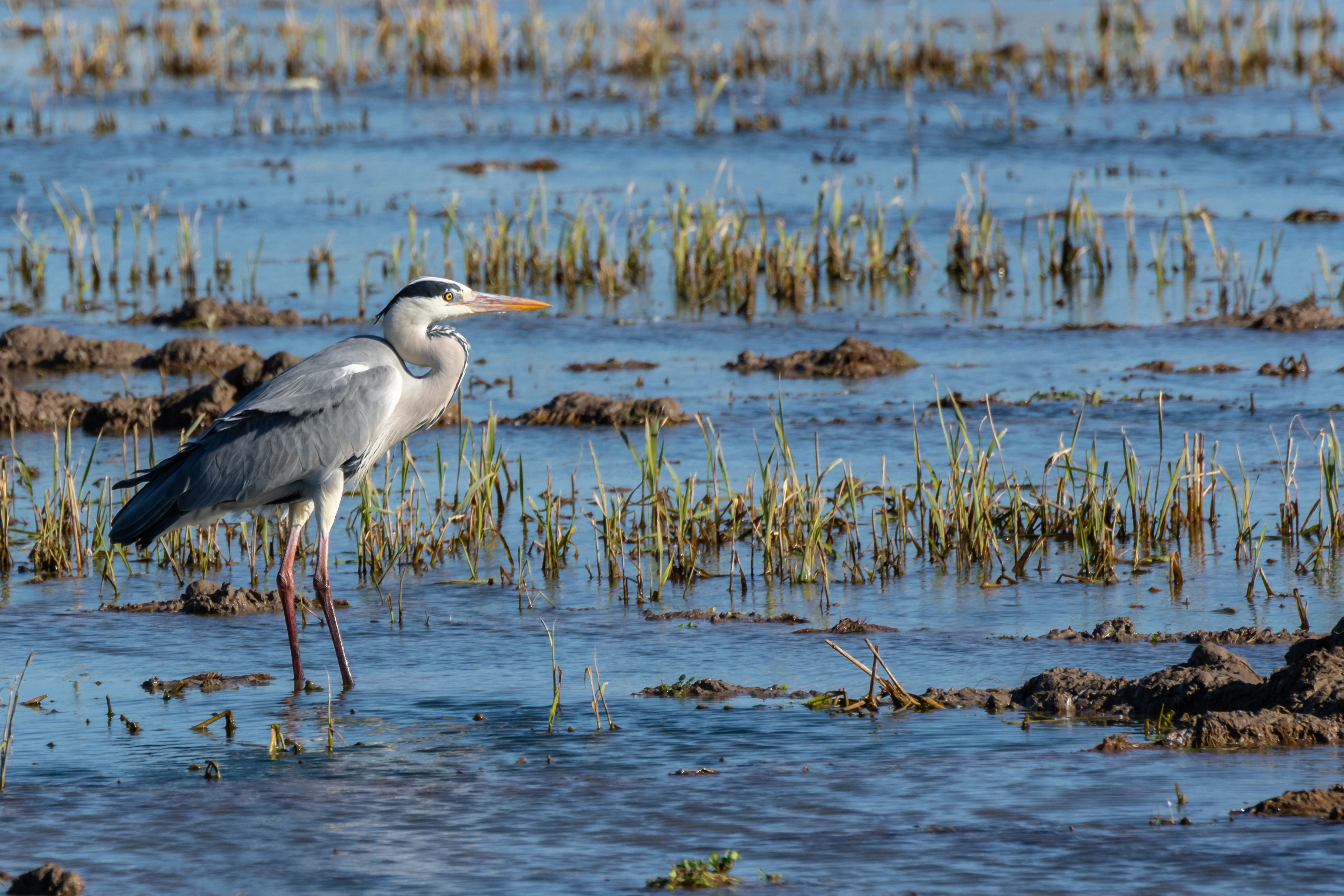 O Parque Natural da Albufera (Valência) é um paraíso ornitológico onde mais de 300 espécies de aves, como a garça-real (na imagem), se refugiam