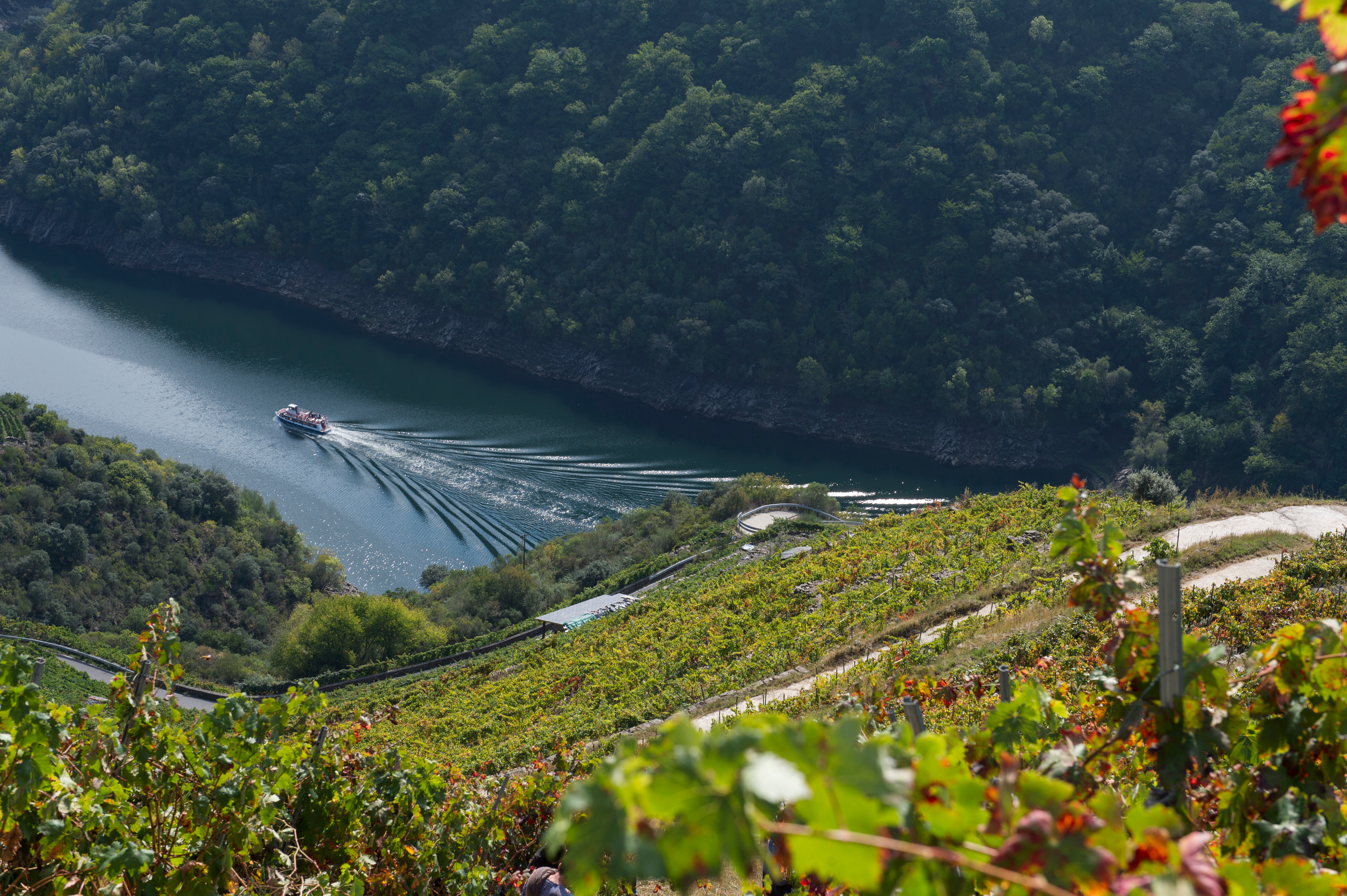As viagens de comboio podem ser complementadas por rotas de catamarã no rio Sil, onde o visitante descobrirá as impressionantes vinhas nas encostas da Ribeira Sacra