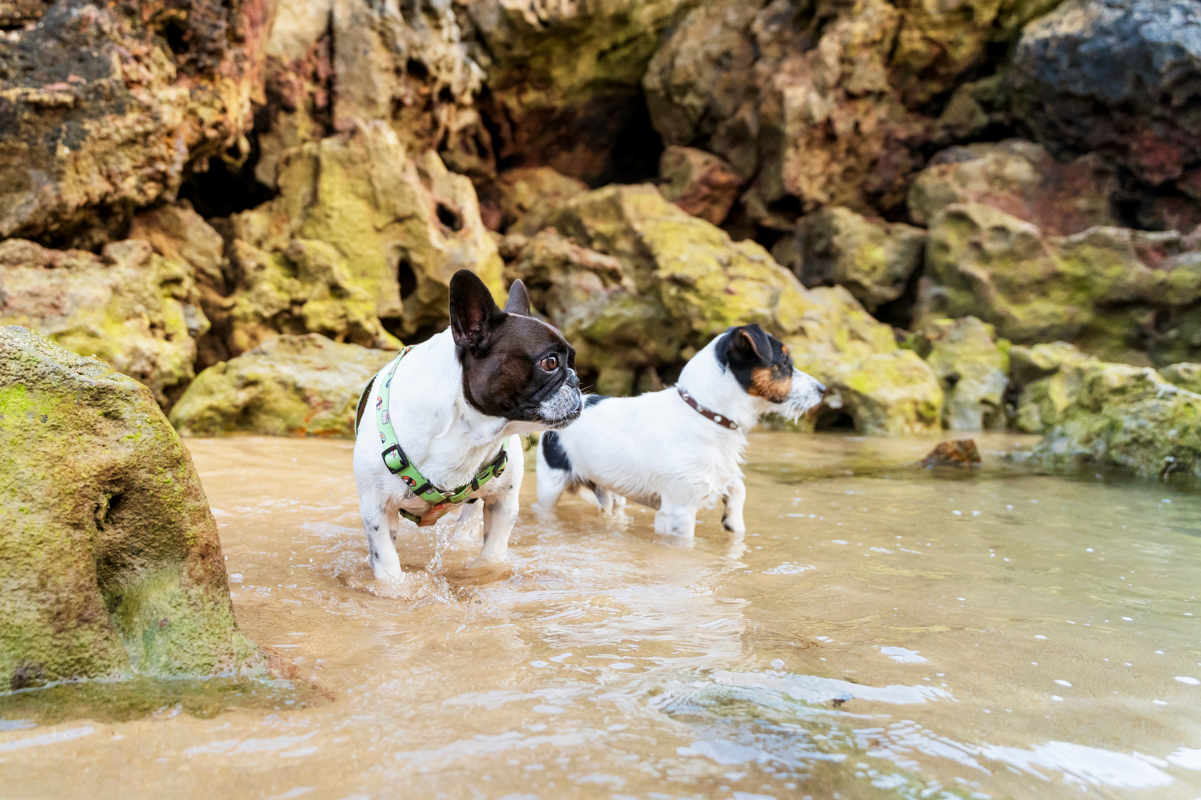Oito praias cantábricas (Los Molinucos, Arcisero, La Maza, El Puntal, La Riberuca, Muelle Oriñón, Cala Cargadero Mioño e Arenal del Jortín) permitem o acesso a cães sob condições específicas