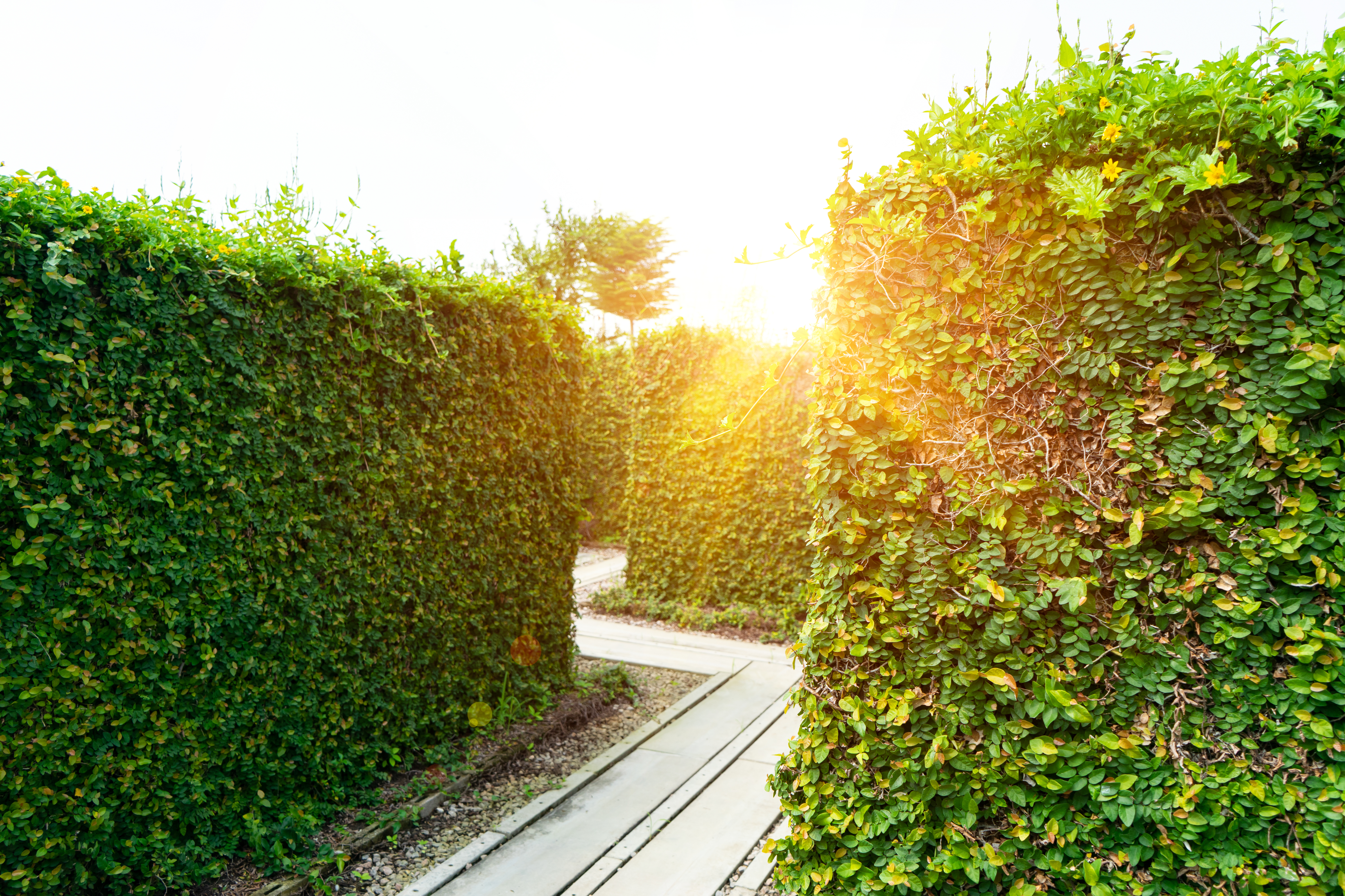 Cantábria oferece aos seus visitantes três labirintos de plantas que combinam sustentabilidade, meio ambiente e diversão © Shutterstock Cantábria oferece aos seus visitantes três labirintos de plantas que combinam sustentabilidade, meio ambiente e diversão © Shutterstock