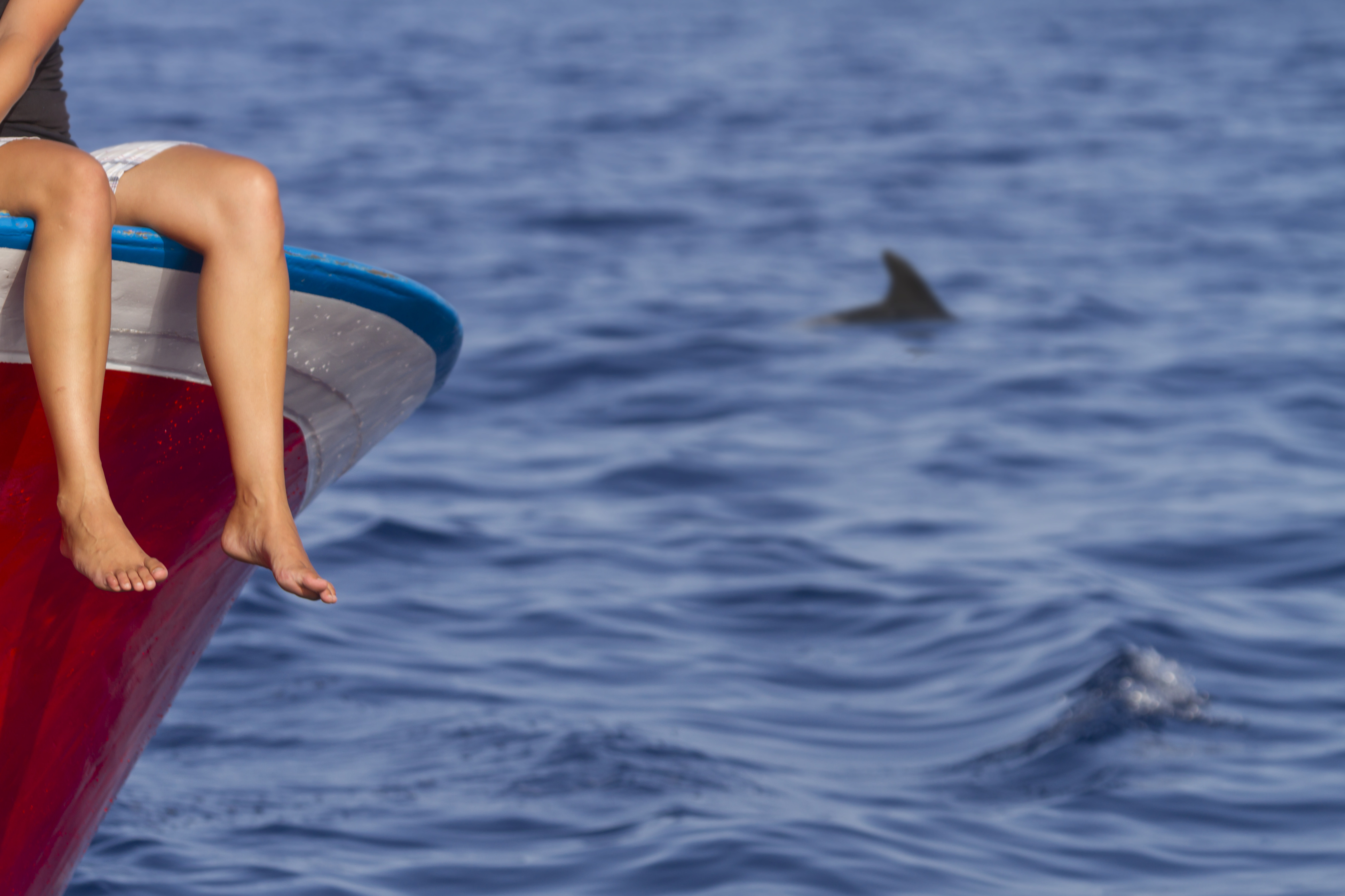 Nas Ilhas Canárias existem até 30 espécies de cetáceos e, num único dia, pode ver até nove © Turismo Canarias. Nas Ilhas Canárias existem até 30 espécies de cetáceos e, num único dia, pode ver até nove © Turismo Canarias.