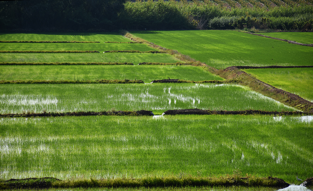O calendário agrícola inclui semeadura manual por radiodifusão, controlo de água e subsequente  colheita © Oficina de Turismo de Calasparra