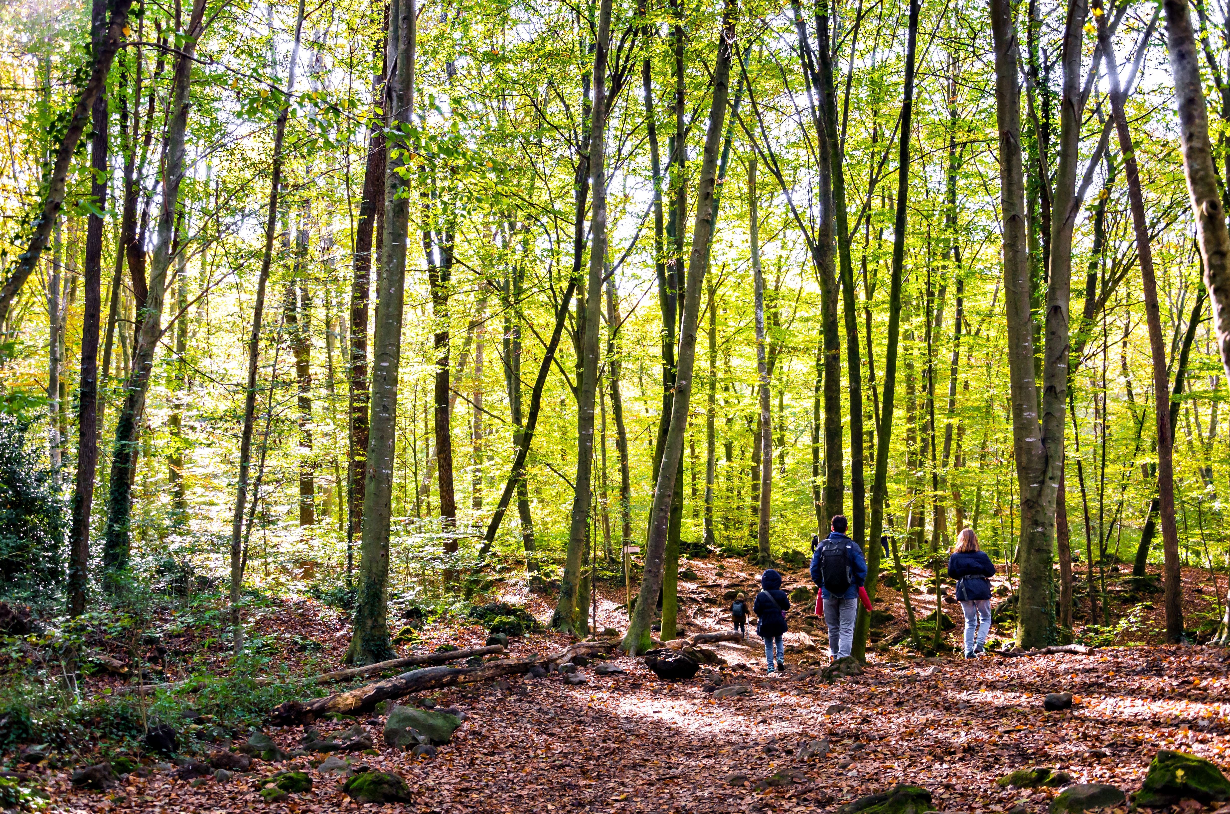 A Fageda d'en Jordà, uma reserva natural no Parque Natural Garrotxa, cresce no fluxo de lava do vulcão Croscat, que se estende pelos municípios de Santa Pau, Olot e les Preses © Shutterstock A Fageda d'en Jordà, uma reserva natural no Parque Natural Garrotxa, cresce no fluxo de lava do vulcão Croscat, que se estende pelos municípios de Santa Pau, Olot e les Preses © Shutterstock