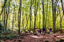 A Fageda d'en Jordà, uma reserva natural no Parque Natural Garrotxa, cresce no fluxo de lava do vulcão Croscat, que se estende pelos municípios de Santa Pau, Olot e les Preses © Shutterstock