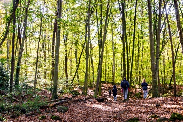 A Fageda d'en Jordà, uma reserva natural no Parque Natural Garrotxa, cresce no fluxo de lava do vulcão Croscat, que se estende pelos municípios de Santa Pau, Olot e les Preses © Shutterstock