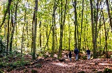 A Fageda d'en Jordà, uma reserva natural no Parque Natural Garrotxa, cresce no fluxo de lava do vulcão Croscat, que se estende pelos municípios de Santa Pau, Olot e les Preses © Shutterstock A Fageda d'en Jordà, uma reserva natural no Parque Natural Garrotxa, cresce no fluxo de lava do vulcão Croscat, que se estende pelos municípios de Santa Pau, Olot e les Preses © Shutterstock