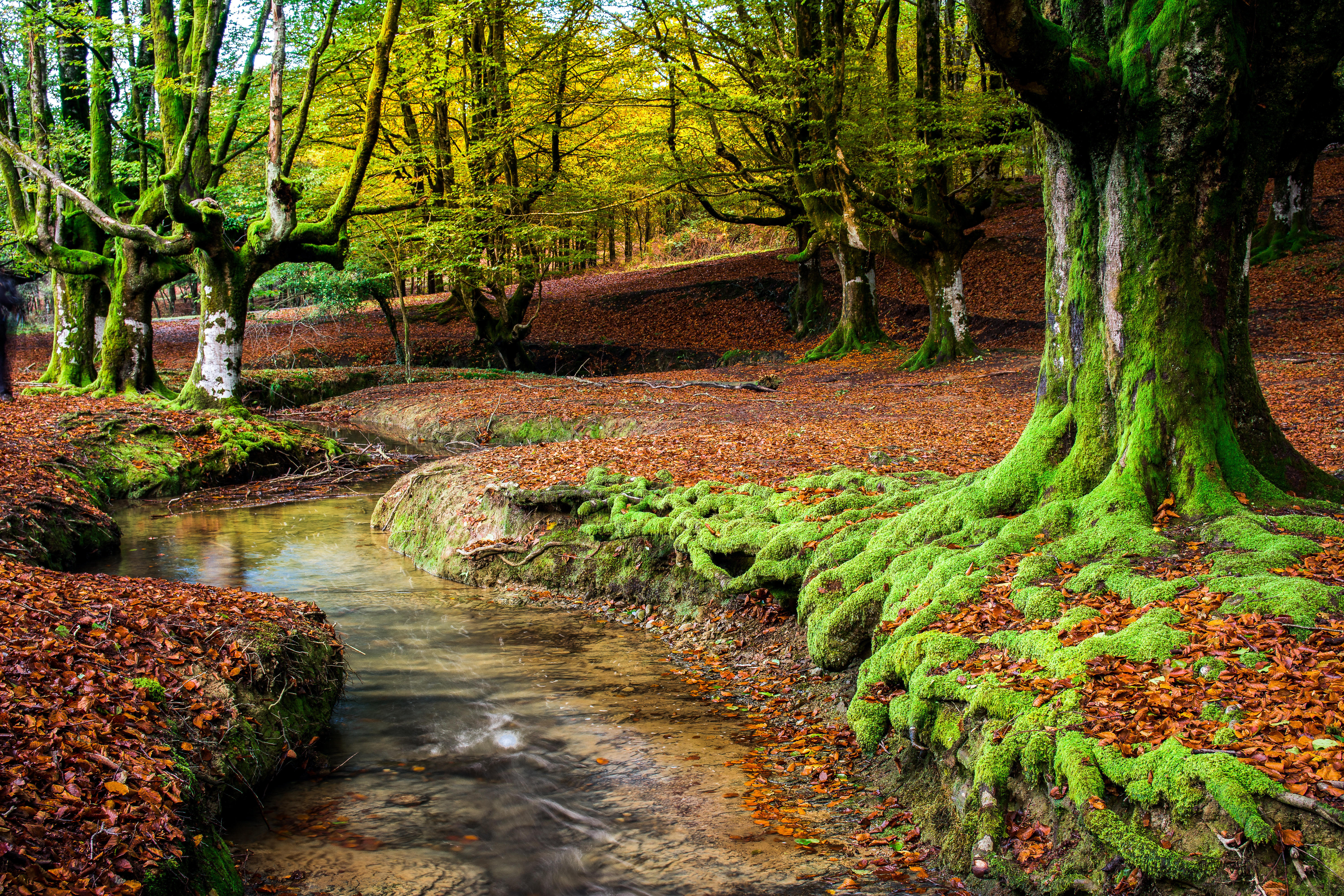 O Gorbea foi declarado Parque Natural em 1994 e seus 20.016 hectares o tornam o maior do País © Basco Shutterstock O Gorbea foi declarado Parque Natural em 1994 e seus 20.016 hectares o tornam o maior do País © Basco Shutterstock
