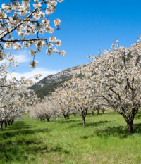Cherry trees. Caderechas Valley (Burgos) Cherry trees. Caderechas Valley (Burgos)