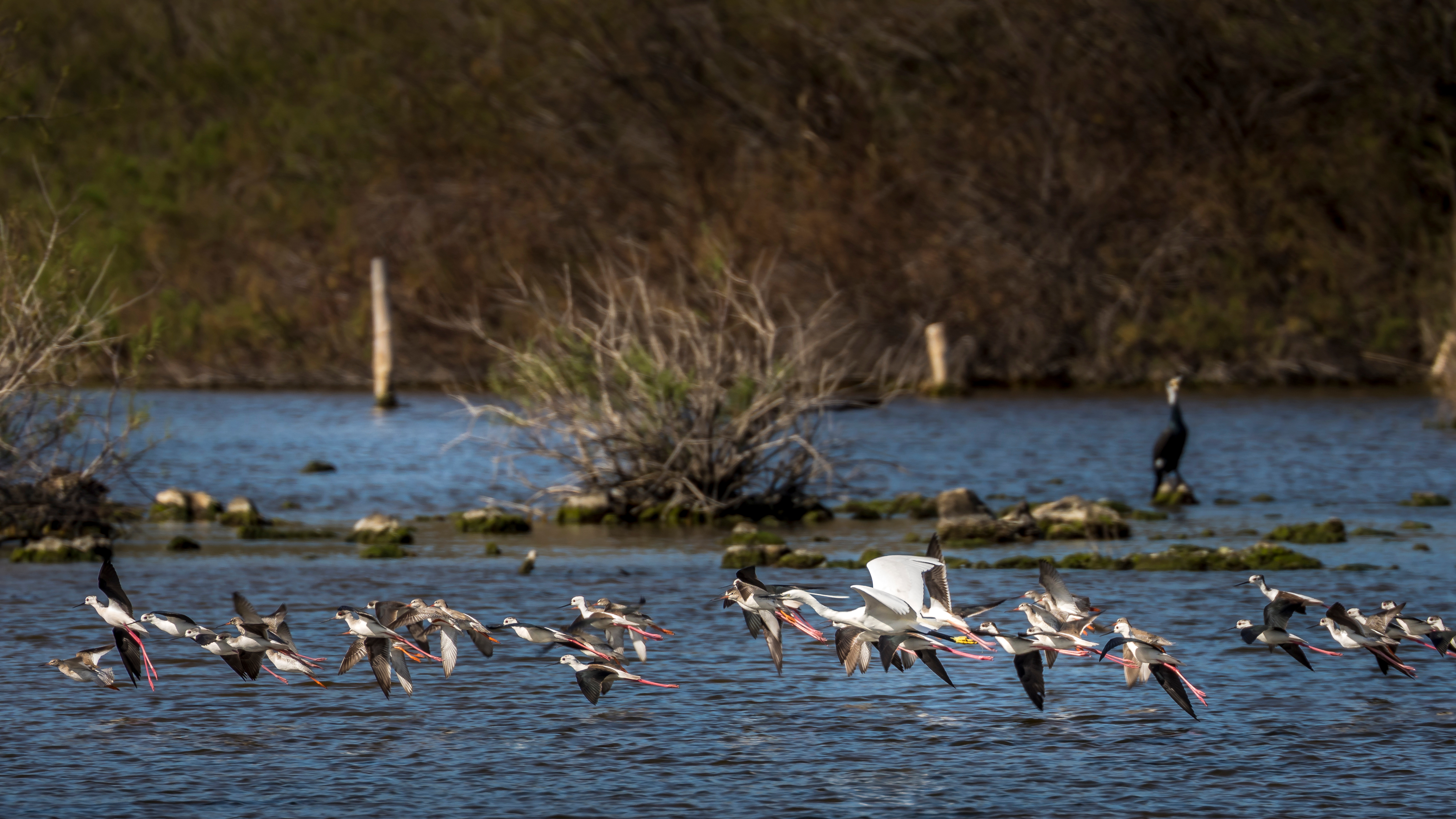Vogelschwarm über dem Wasser im berühmten Naturschutzgebiet S'Albufera (Mallorca) Vogelschwarm über dem Wasser im berühmten Naturschutzgebiet S'Albufera (Mallorca)
