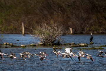 Vogelschwarm über dem Wasser im berühmten Naturschutzgebiet S'Albufera (Mallorca)