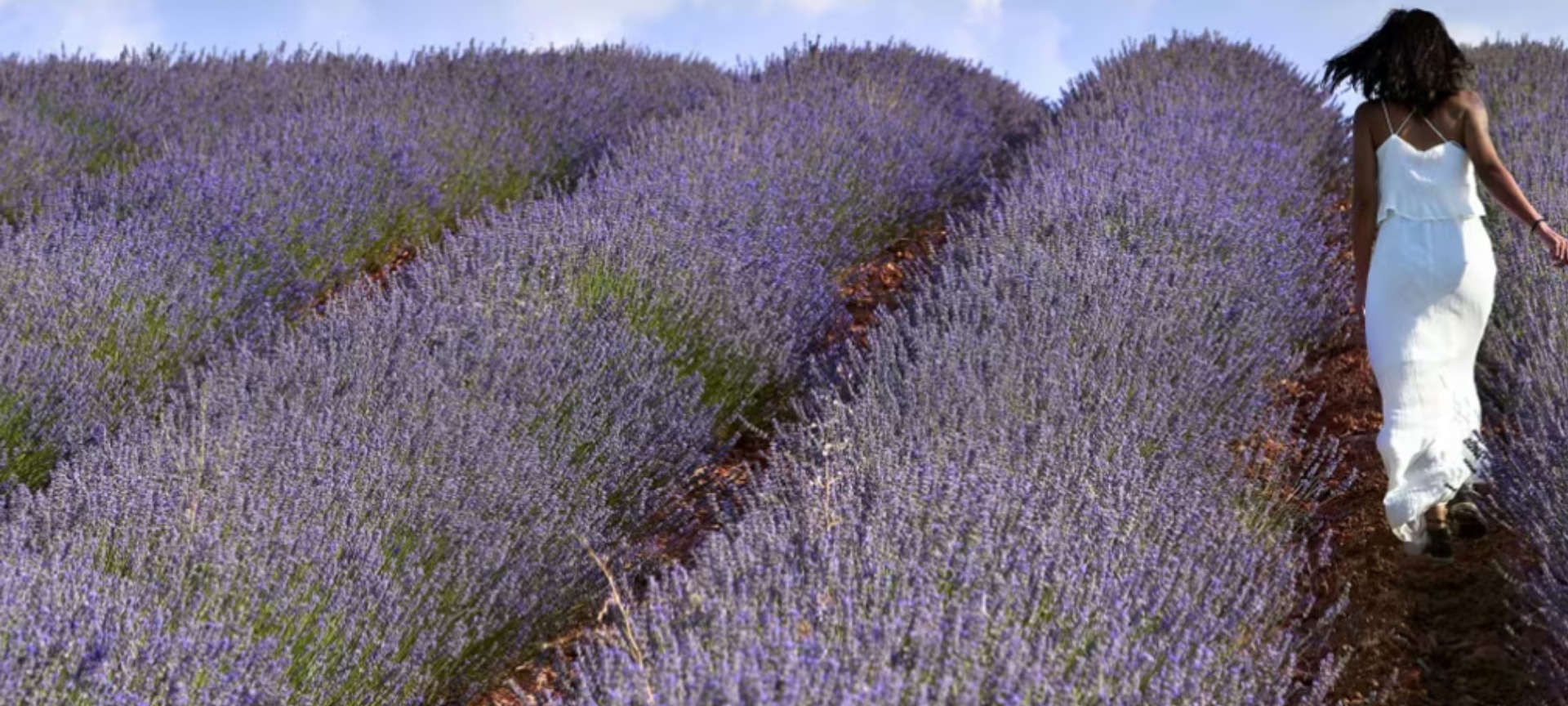 Cabecera Brihuega Lavanda
