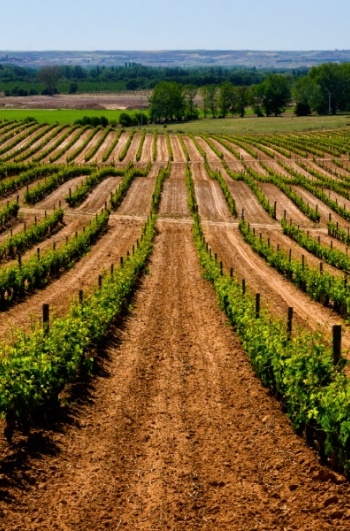 carrusel vino castilla y leon junio