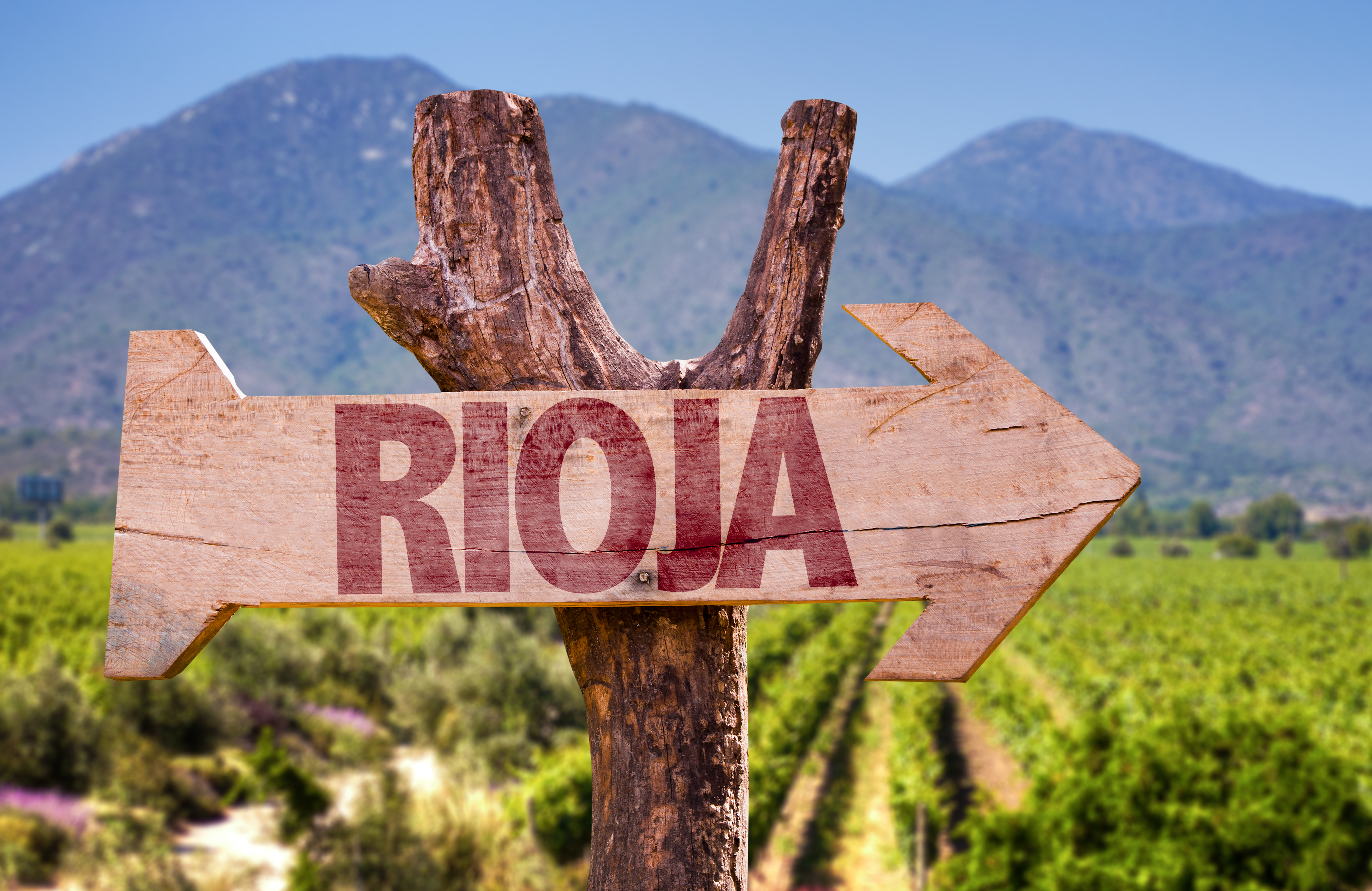 As rotas do vinho em La Rioja incluem caminhadas pelos vinhedos, degustações de vinícolas e experiências gastronômicas © Shutterstock As rotas do vinho em La Rioja incluem caminhadas pelos vinhedos, degustações de vinícolas e experiências gastronômicas © Shutterstock