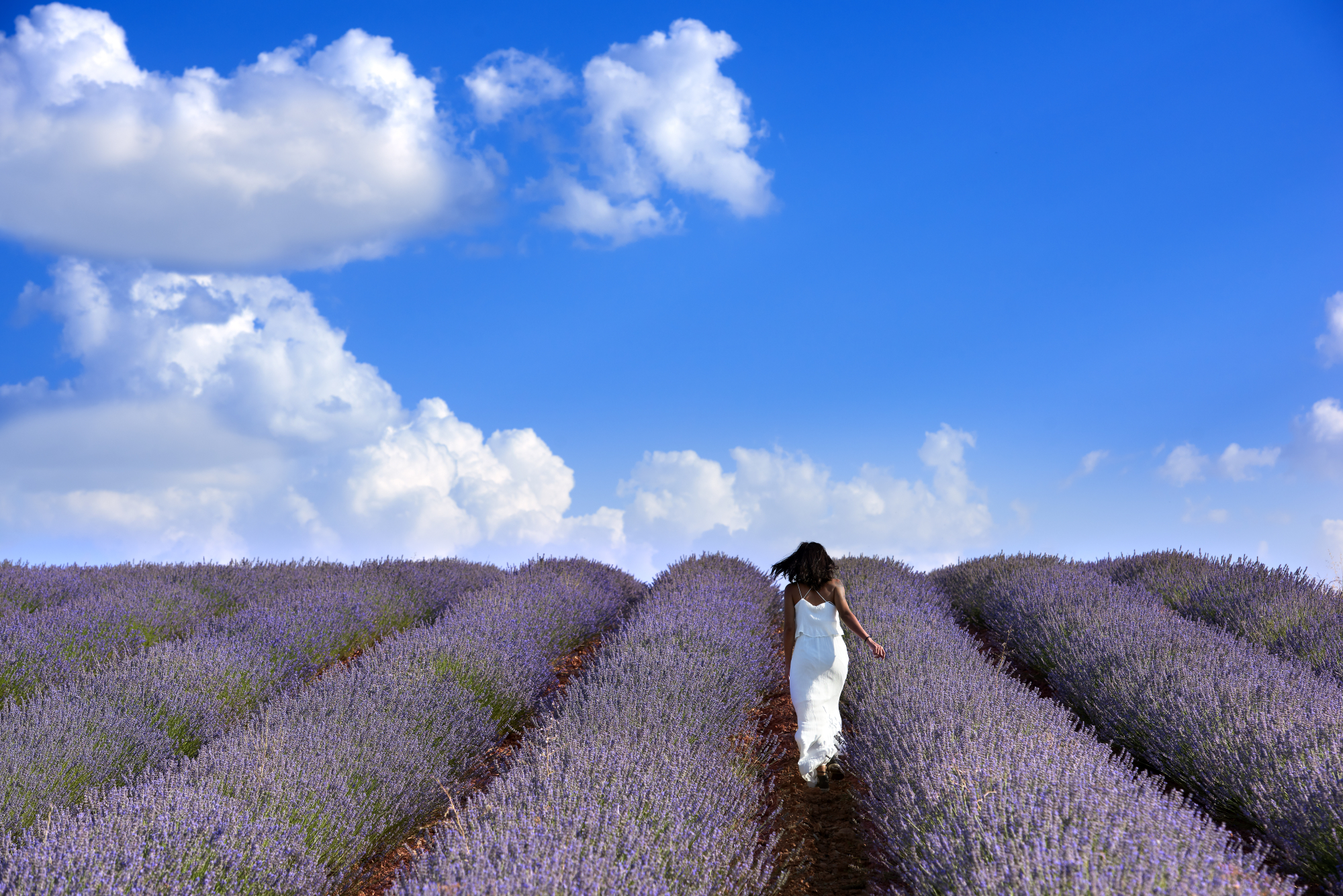 Brihuega tem mais de 1.000 hectares de cultivo de lavanda, 10% da produção global Brihuega tem mais de 1.000 hectares de cultivo de lavanda, 10% da produção global