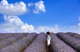 Brihuega tem mais de 1.000 hectares de cultivo de lavanda, 10% da produção global